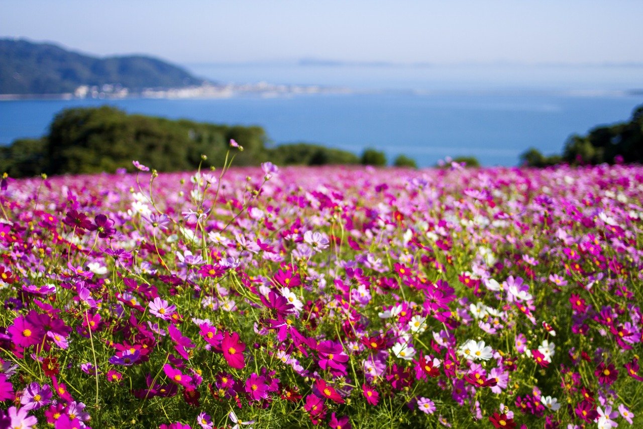 🏛️ 쿠니노미야 궁터 - 내리 지구 (구니노미야아토 다이리치쿠) 이미지 1